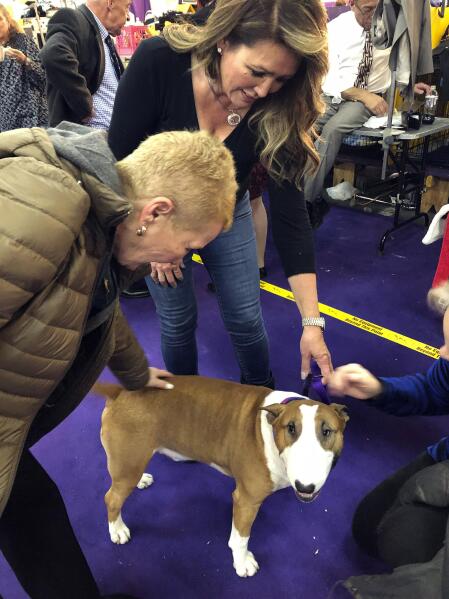Kennel club staffordshire bull terrier sales
